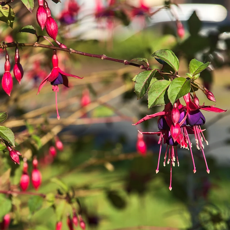 Fuchsie ‘Riccartonii’