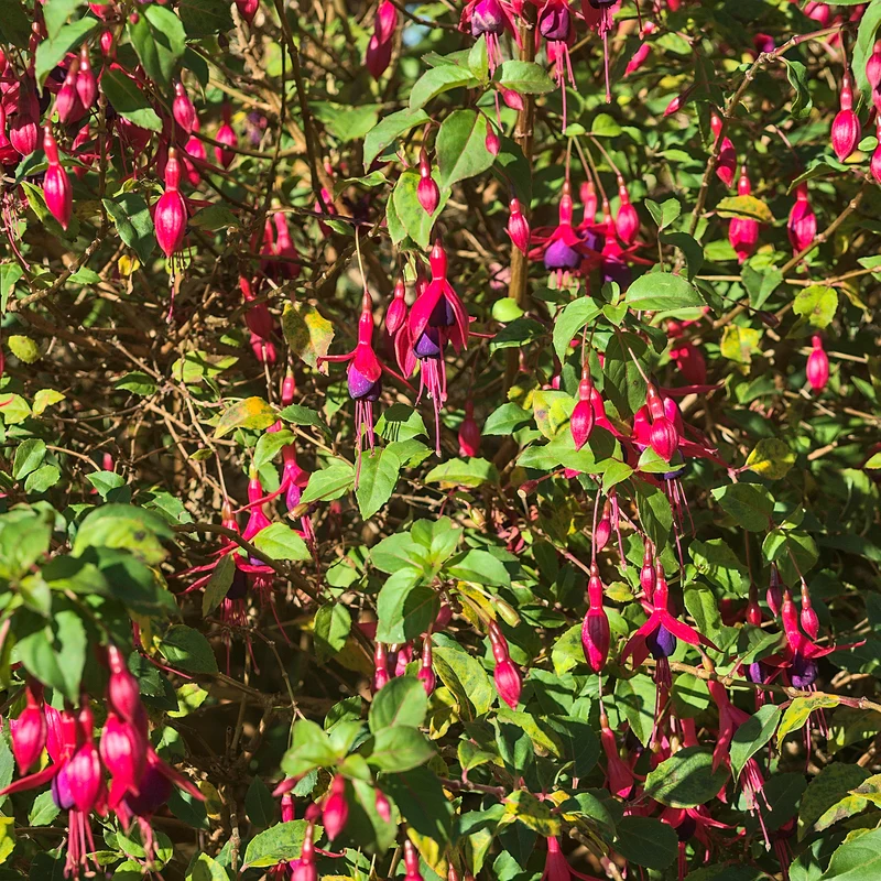 Fuchsie ‘Riccartonii’