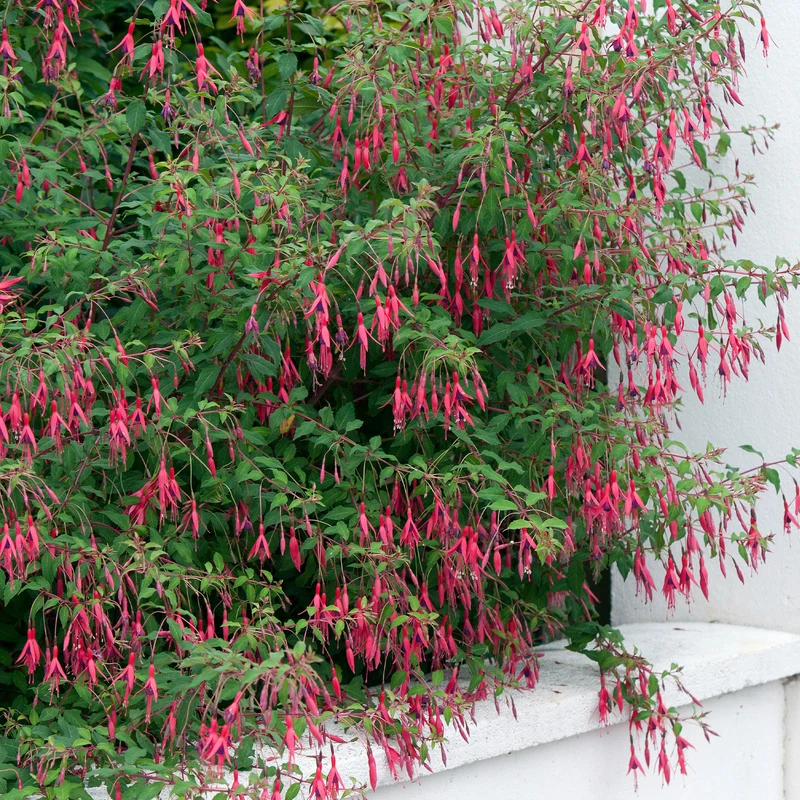 Fuchsie ‘Riccartonii’