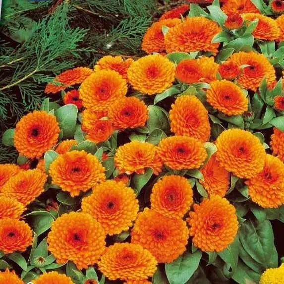 Ringelblume Orange Gitana