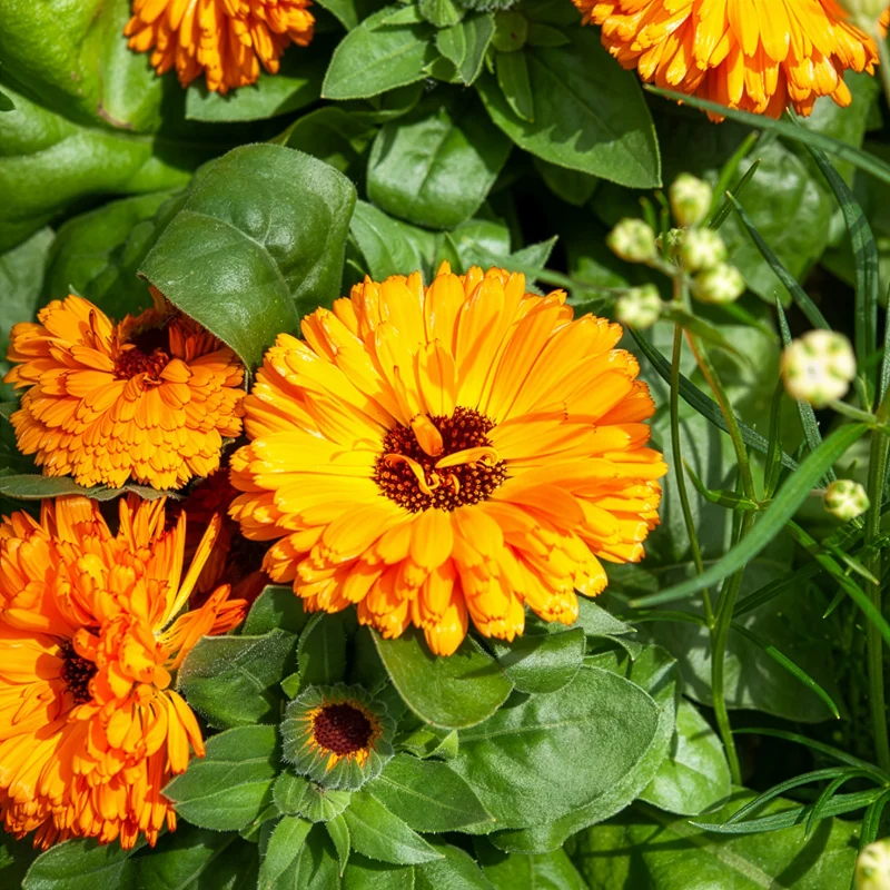 Ringelblume Orange Gitana