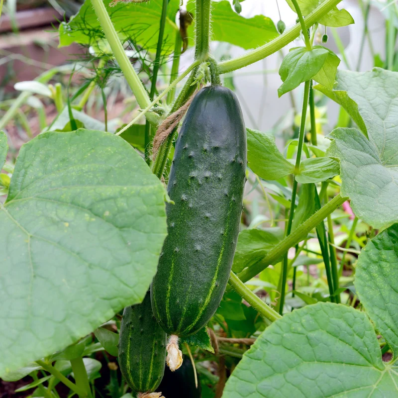Gurke Cucumis 'Marketmore'