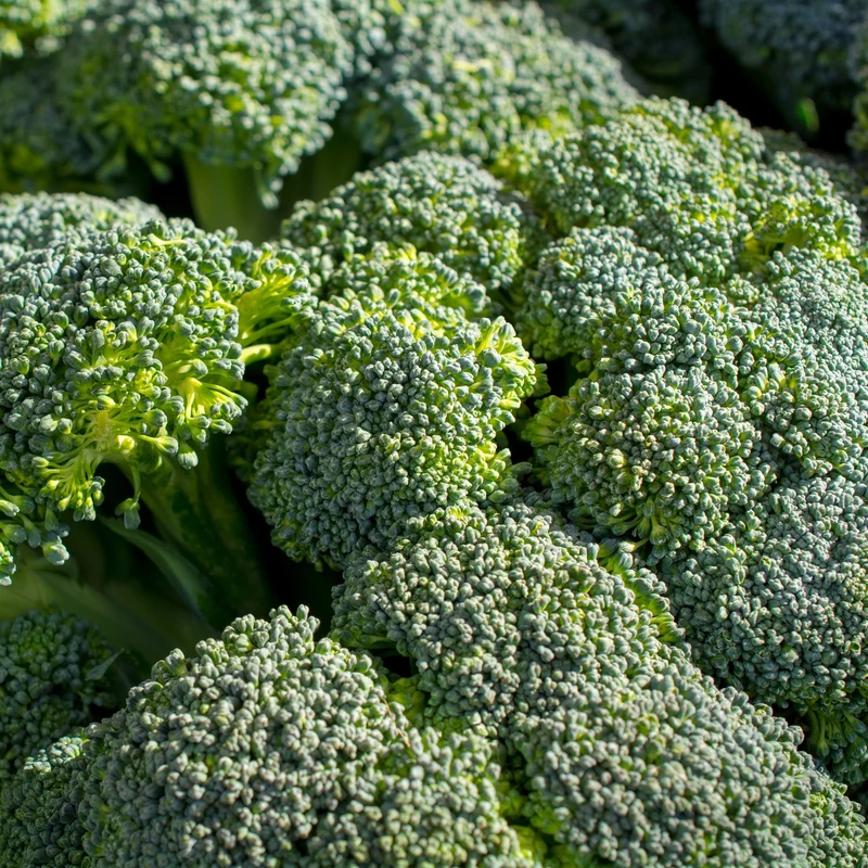 Brokkoli ‘Calabrese Natalino’ Bio