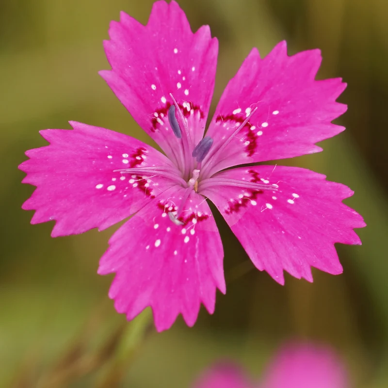 Stein-Nelke 'Rosea'