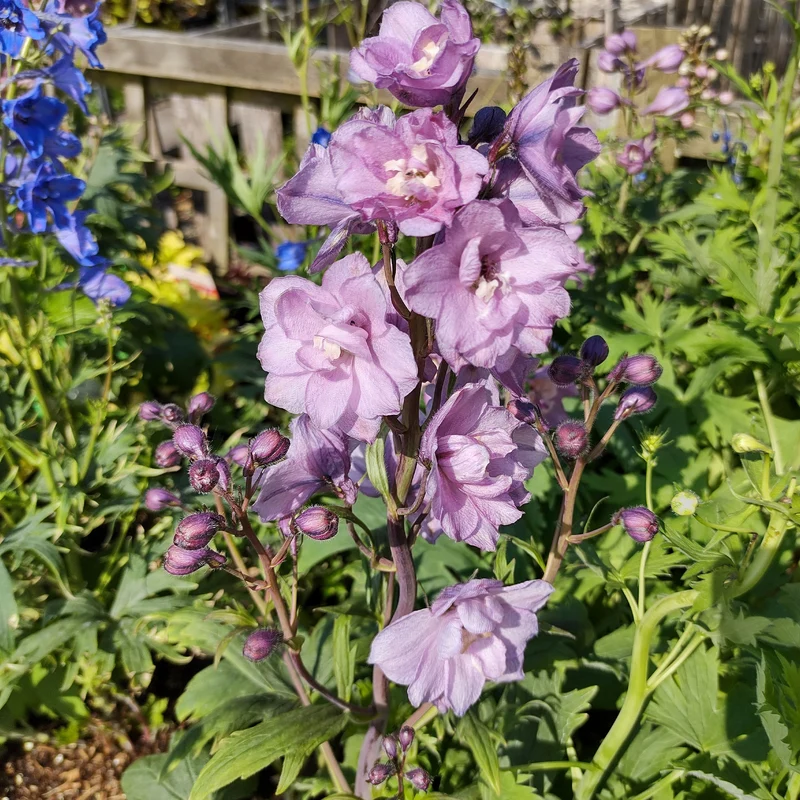 Pacific Rittersporn 'Astolat'
