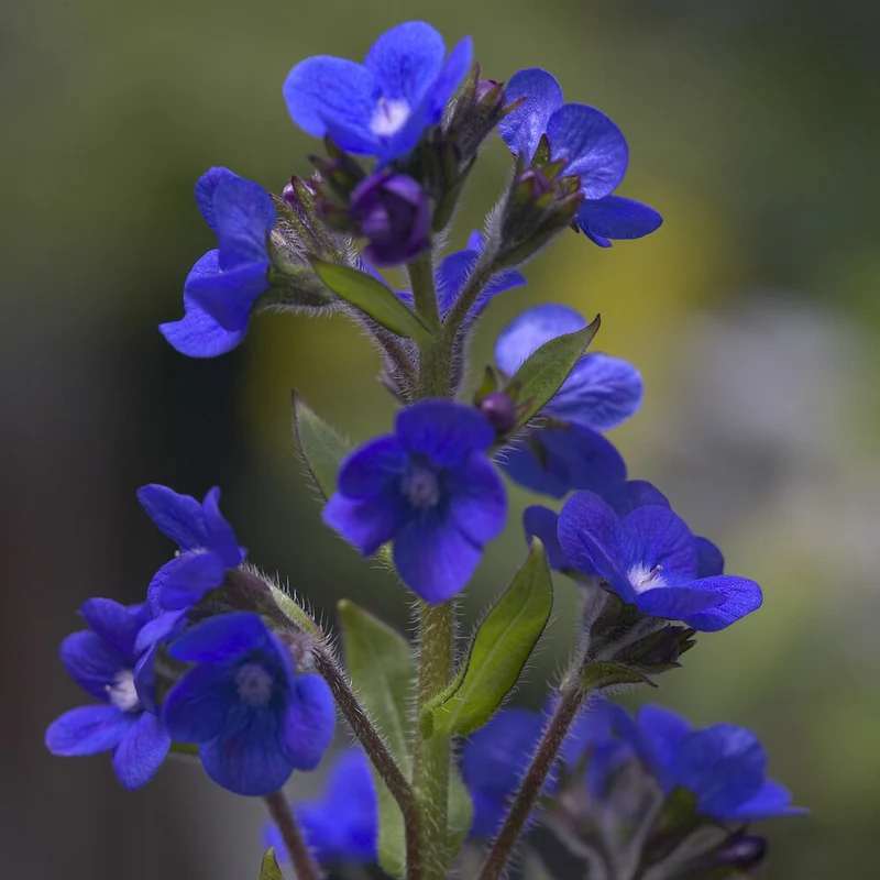 Ochsenzunge ‘Loddon Royalist’