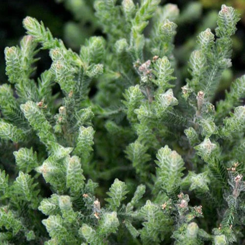 Sommerheide 'Silver Knight'