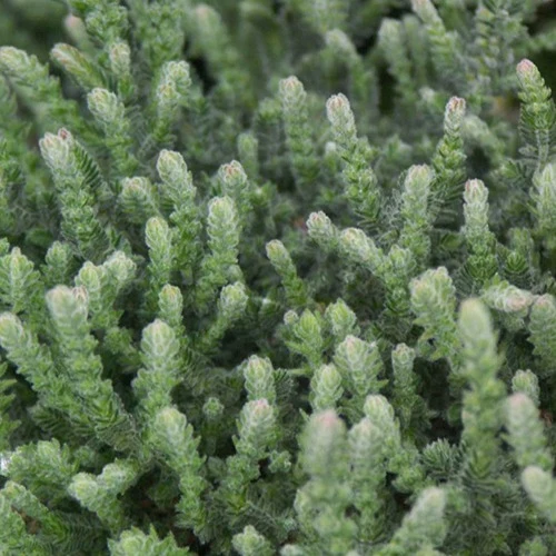 Sommerheide 'Silver Knight'