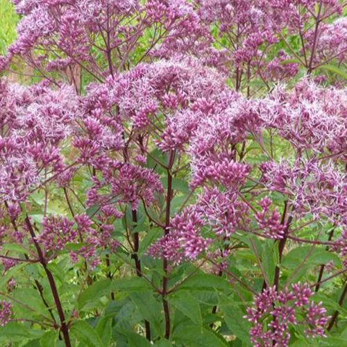 Purpur-Wasserdost ‘Atropurpureum’