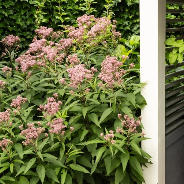 Purpur-Wasserdost ‘Atropurpureum’