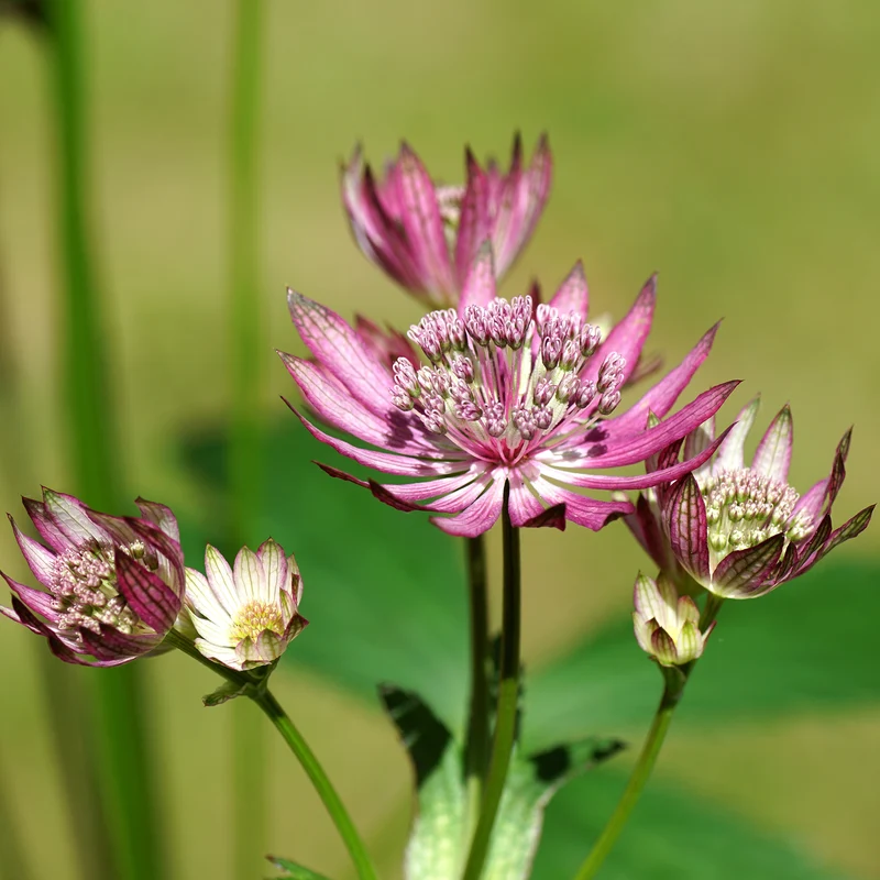 Sterndolde ‘Primadonna’