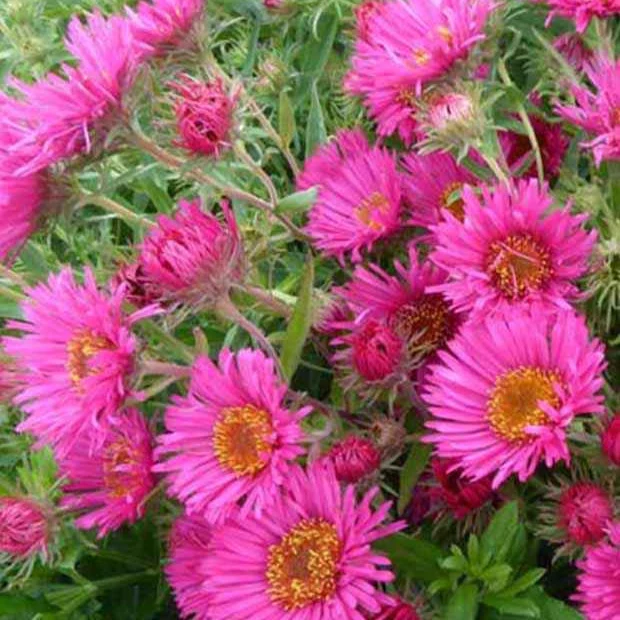Raublatt-Aster 'Alma Pötschke'