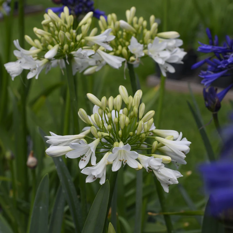 Schmucklilie ‘Arctic Star’