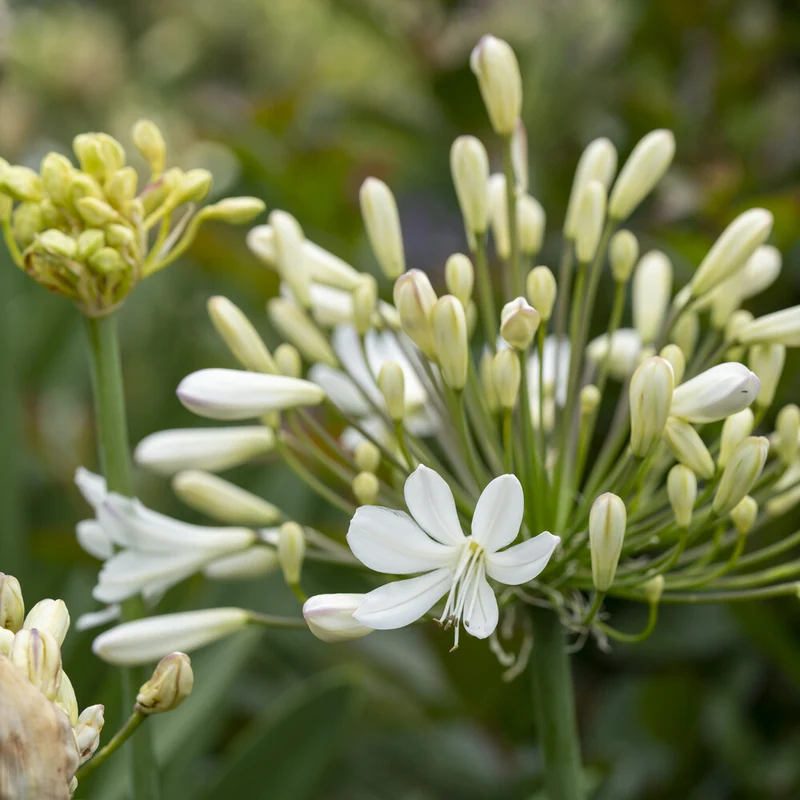 Schmucklilie ‘Arctic Star’