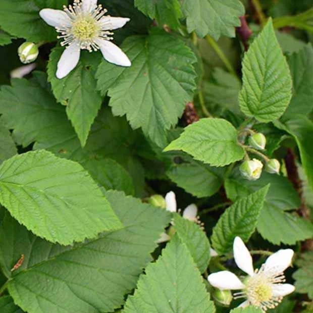 Taybeere ‘Bounty Berry’