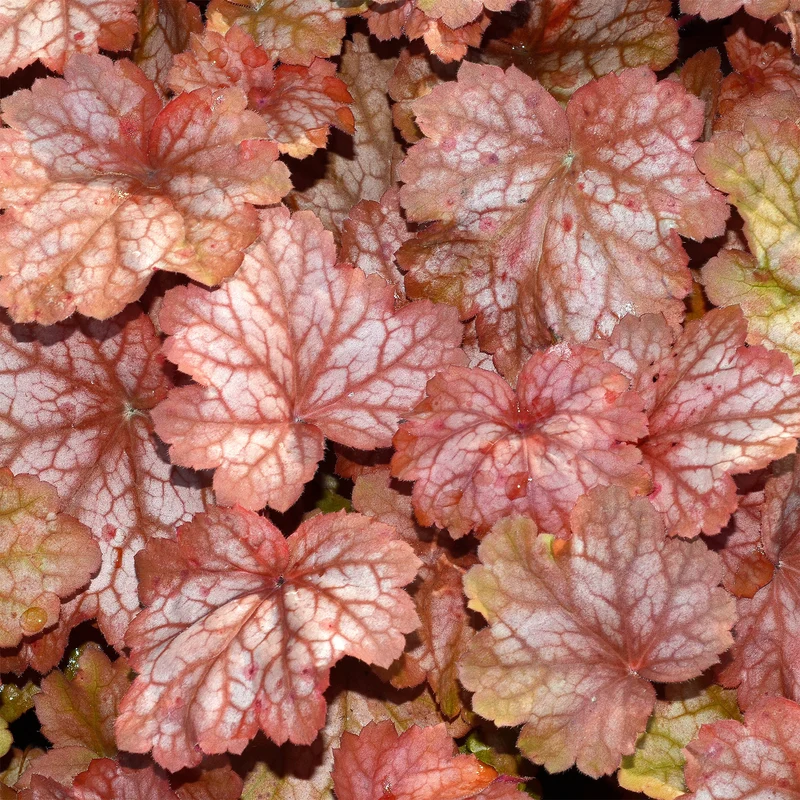 Purpurglöckchen Georgia Peach