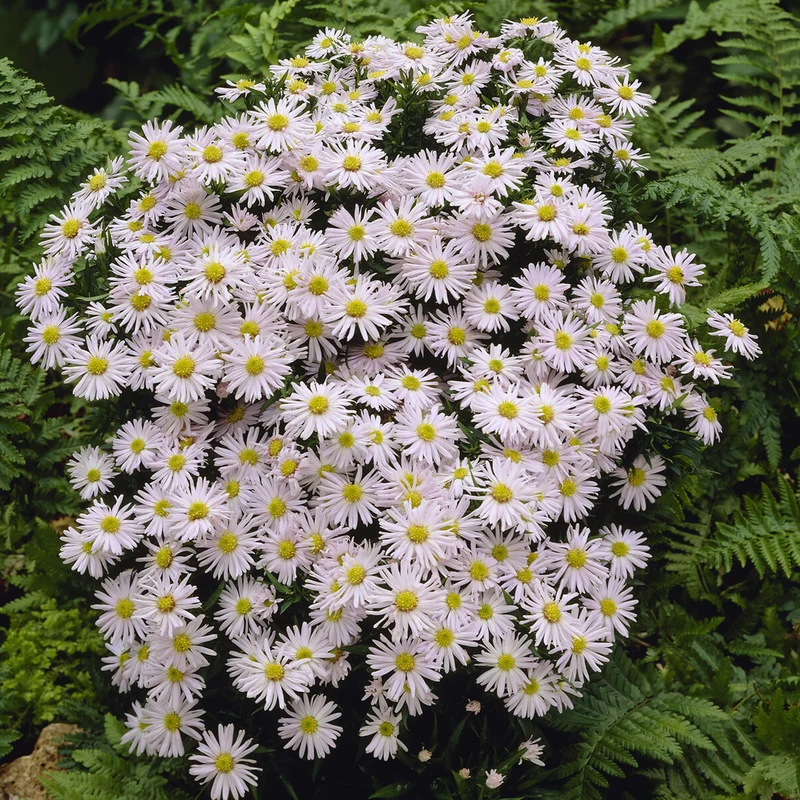 Kissen-Aster Snow Sprite