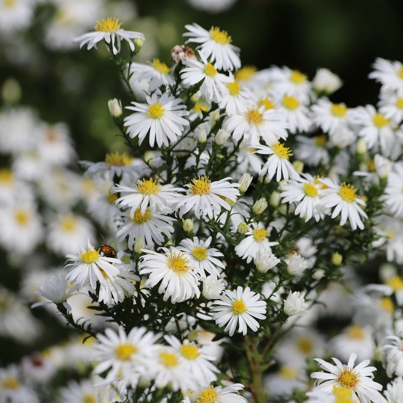 Kissen-Aster Snow Sprite
