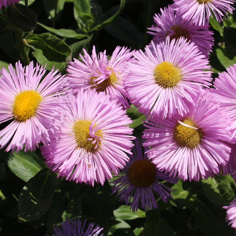 Spanisches Gänseblümchen ‘Rosa Jewel’