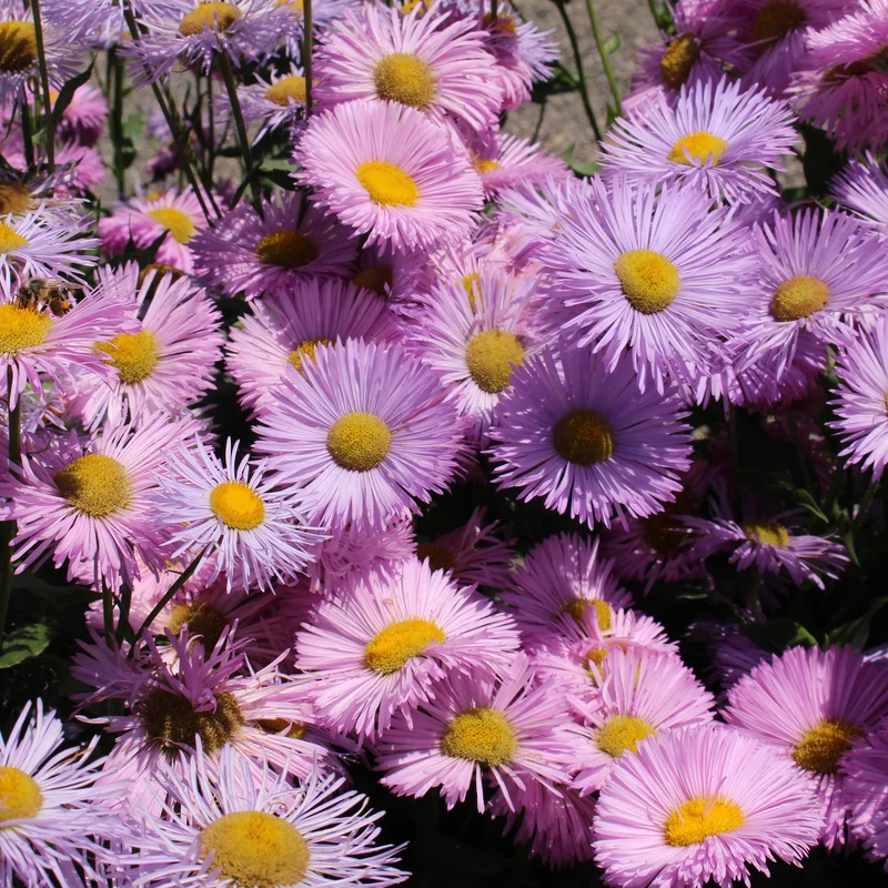 Spanisches Gänseblümchen ‘Rosa Jewel’
