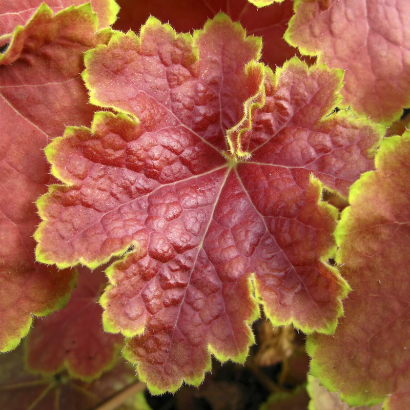 Heuchera Tiramisu