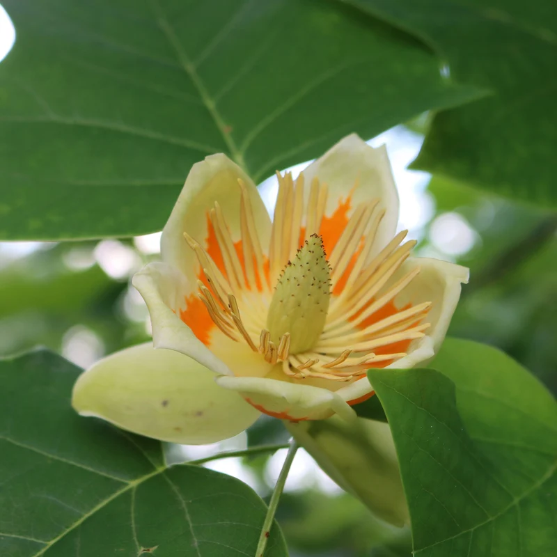 Tulpenbaum