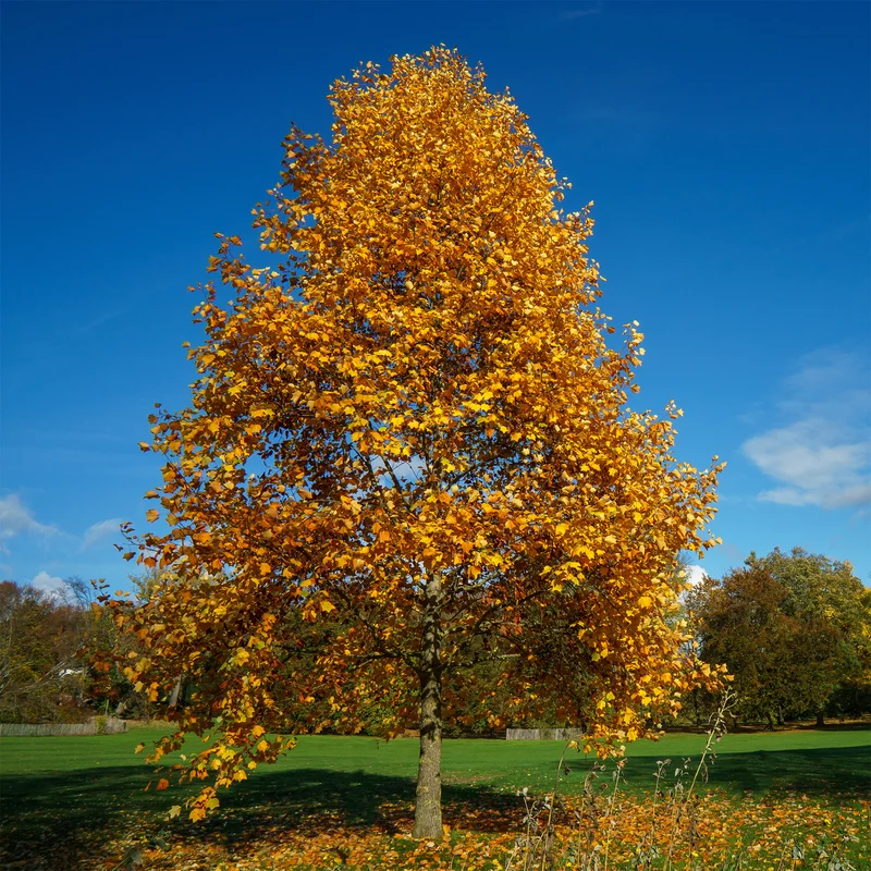 Tulpenbaum