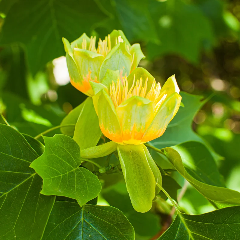Tulpenbaum