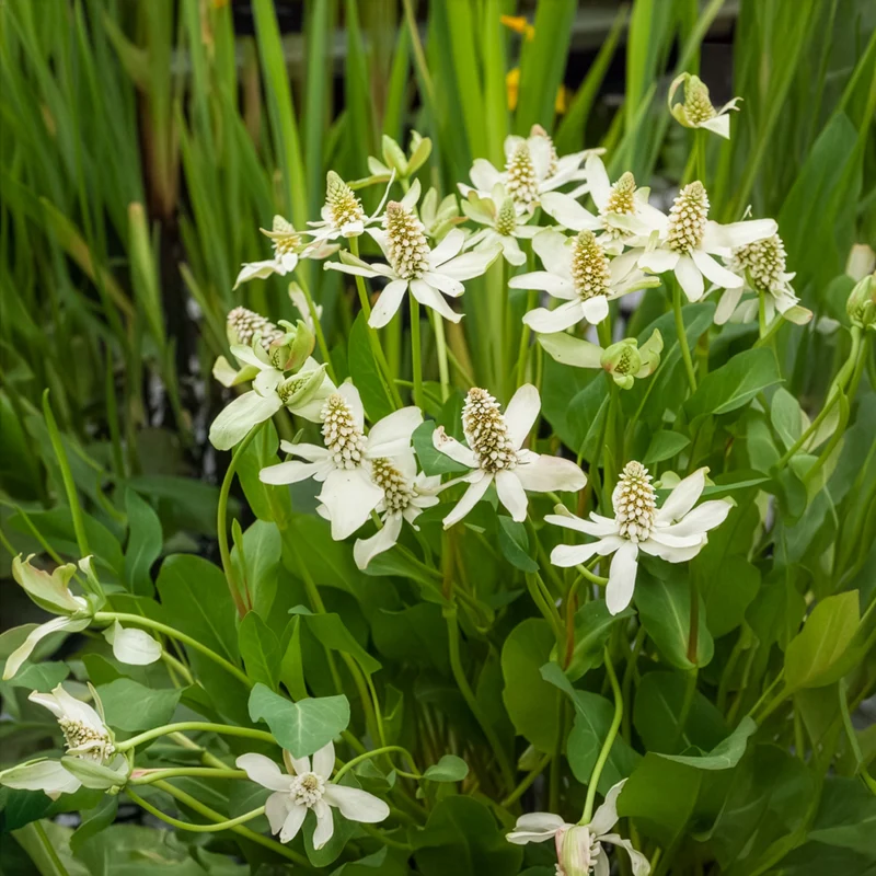 Kalifornische Anemopsis