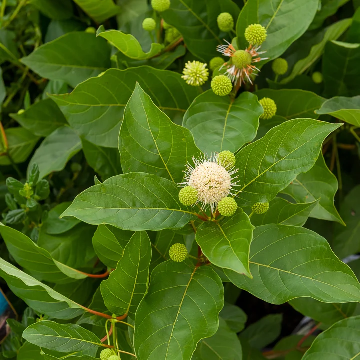 Cephalanthus auf einem Stamm