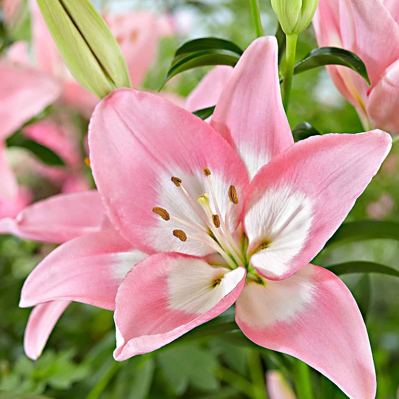 Asiatische Lilie 'Levi'