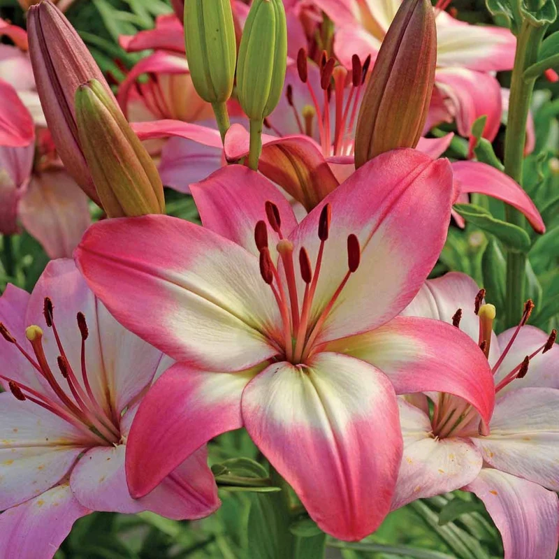 Asiatische Lilie 'Levi'