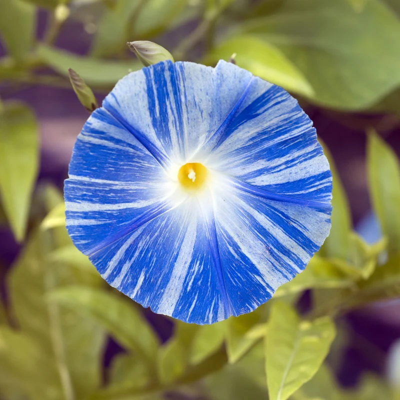 Prunkwinde Flying Saucer