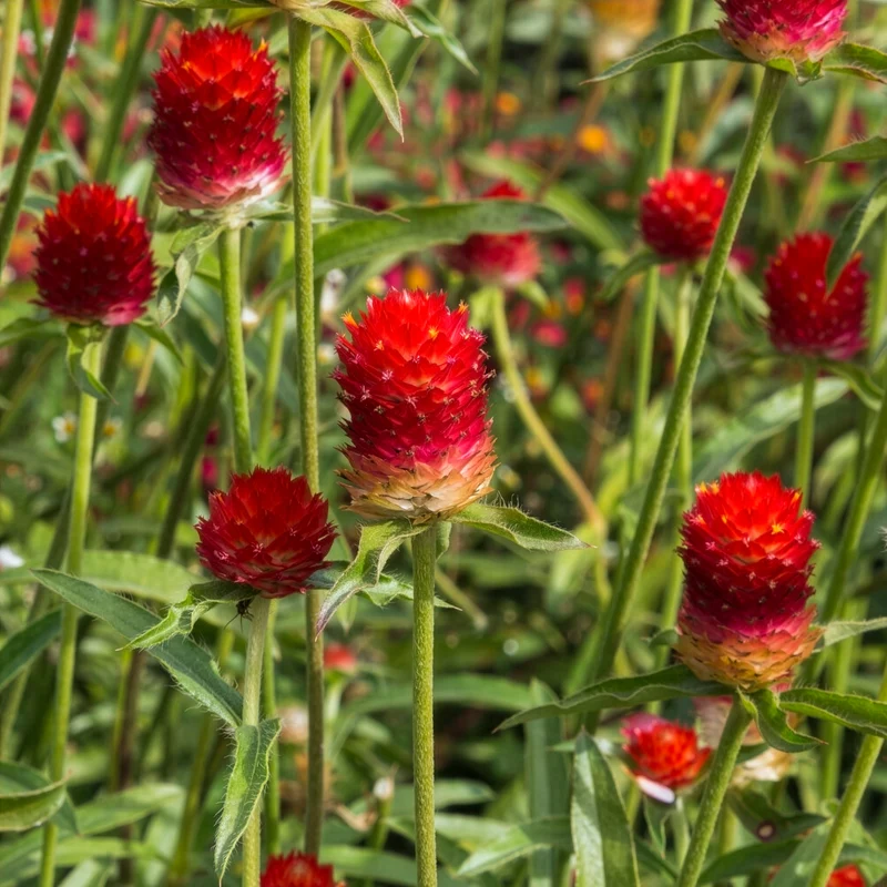 Kugelamarant Strawberry Fields