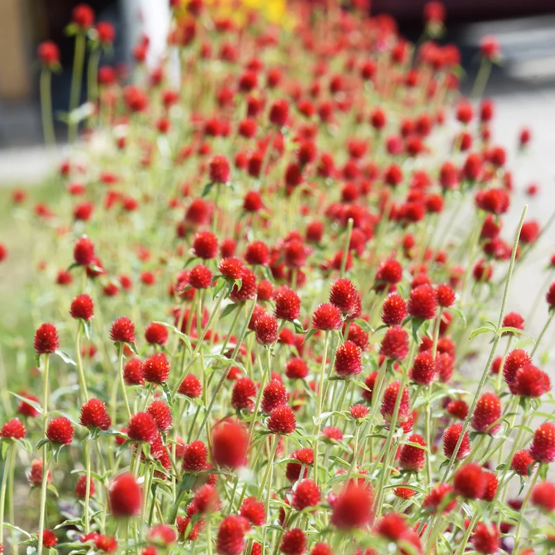 Kugelamarant Strawberry Fields
