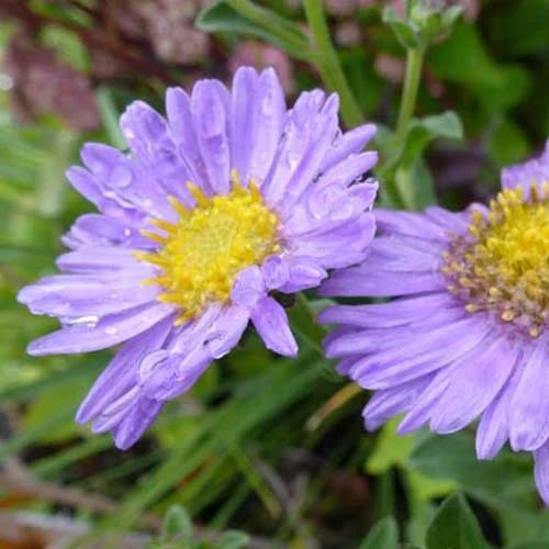 Sommer-Aster 'Rudolf Goethe'