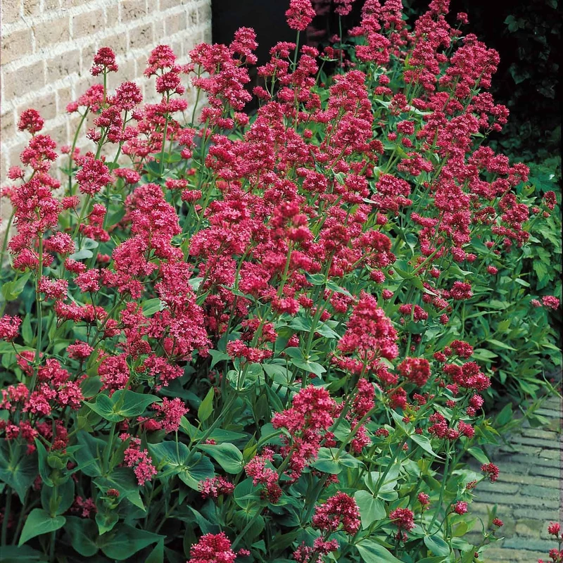Stauden-Kollektion für naturnahe Beete (x11)