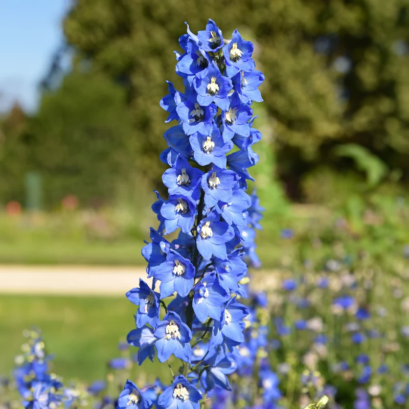 Stauden-Kollektion für naturnahe Beete (x11)