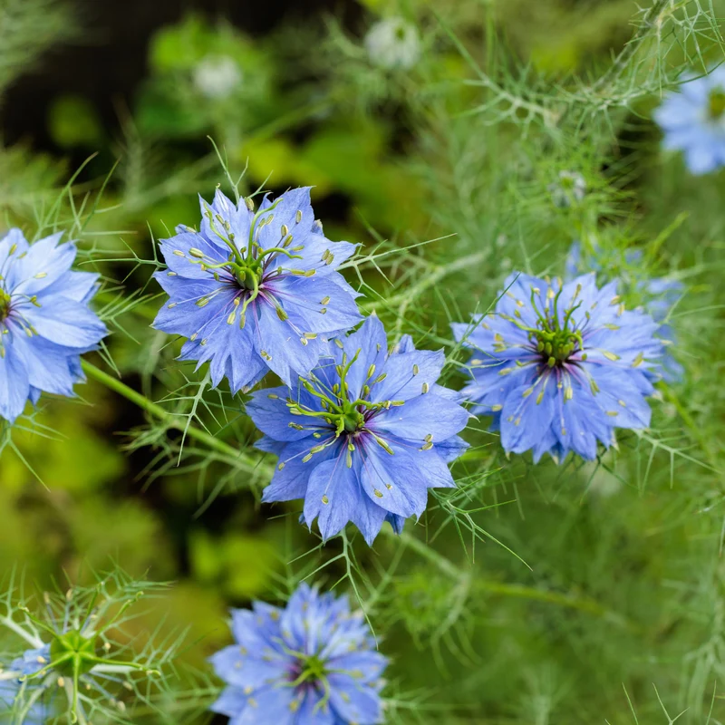 Jungfer im Grünen ‘Miss Jekyll Blue’