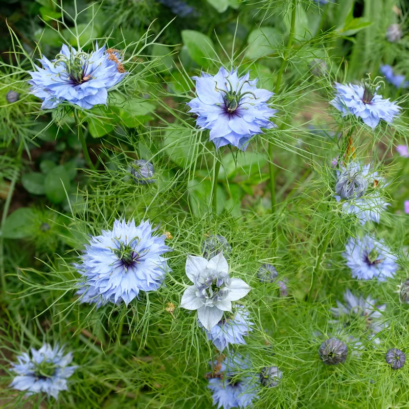 Jungfer im Grünen ‘Miss Jekyll Blue’