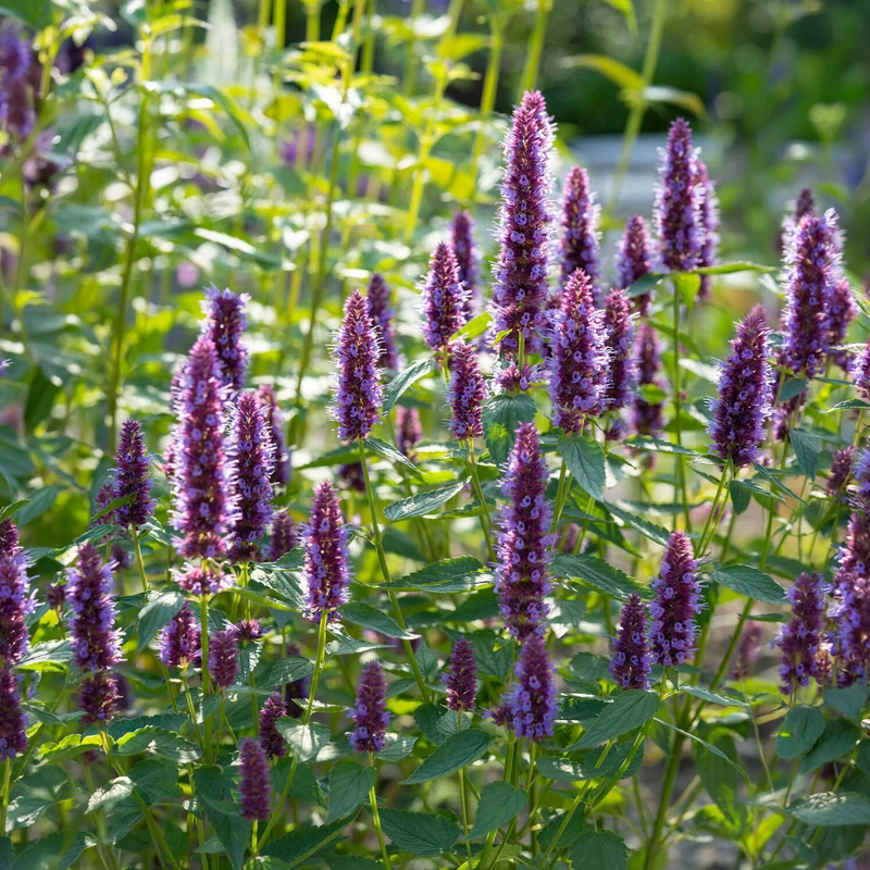 Duftnessel Beelicious Purple