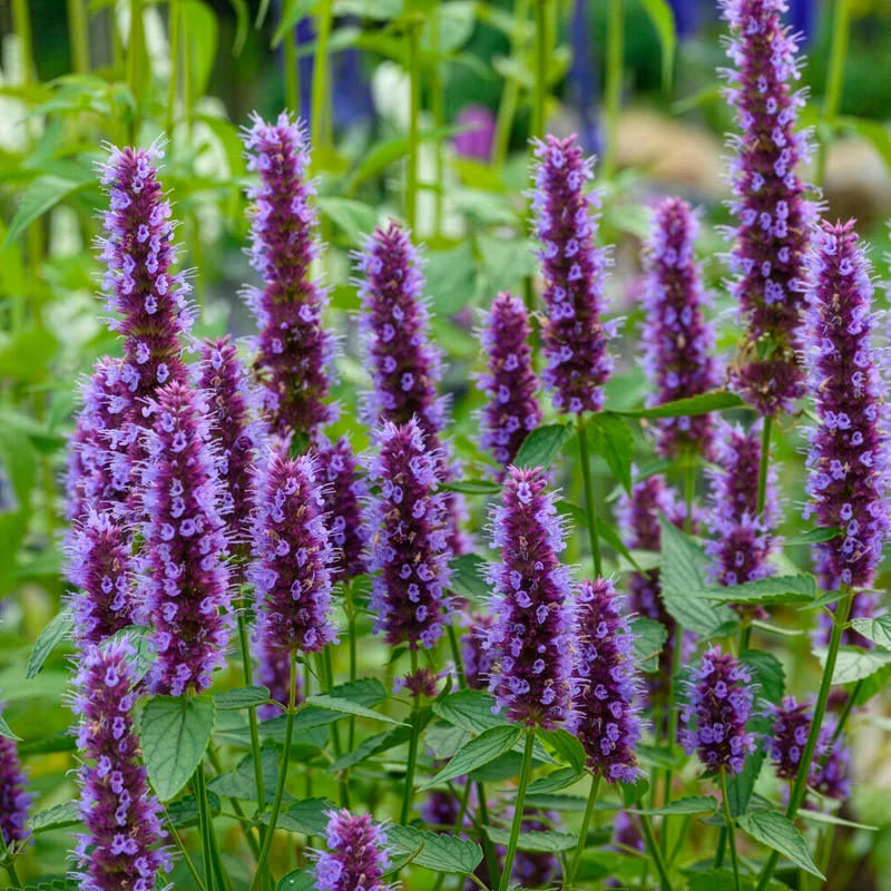 Duftnessel Beelicious Purple