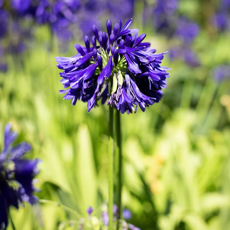 Agapanthus Purple Cloud / Afrikanische Lilie