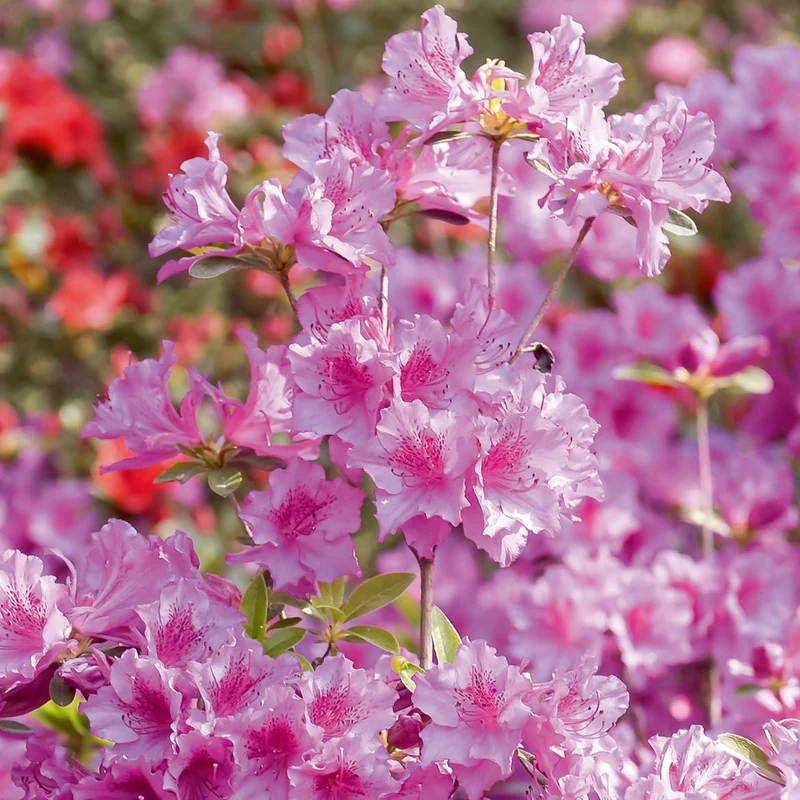Japanische Azalee rosa