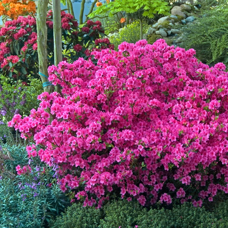 Japanische Azalee rosa