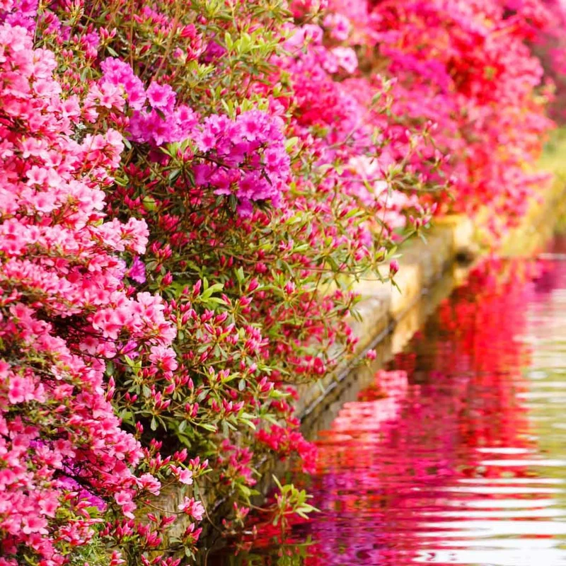 Japanische Azalee rosa