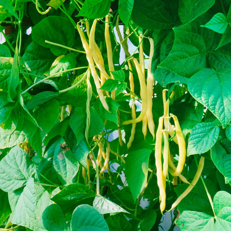 Buschbohne ‘Orinoco Wax’