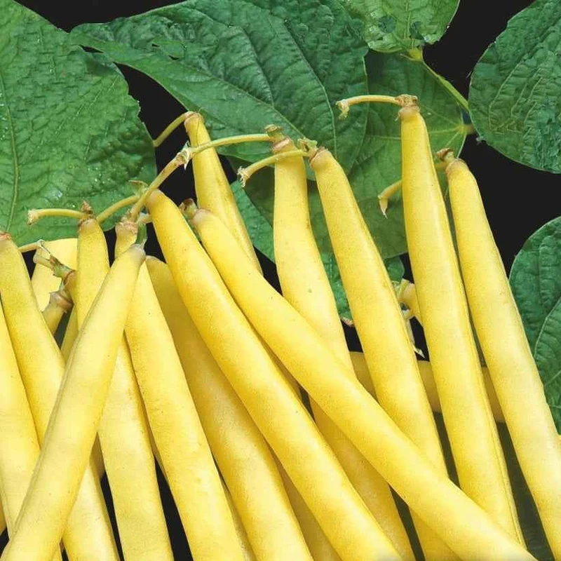 Buschbohne ‘Orinoco Wax’