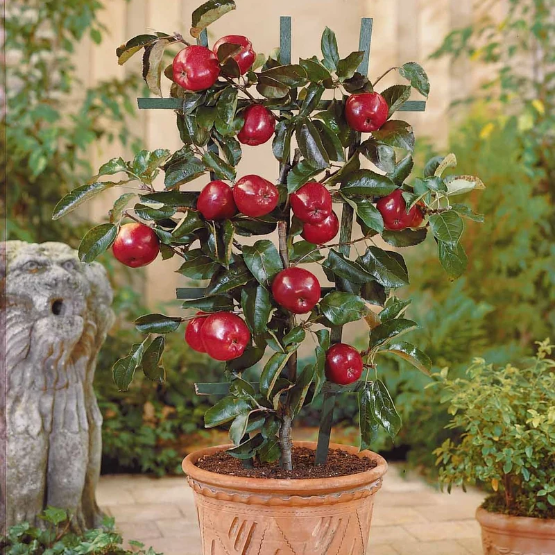 Zwergapfel ‘Red Spur Delicious’