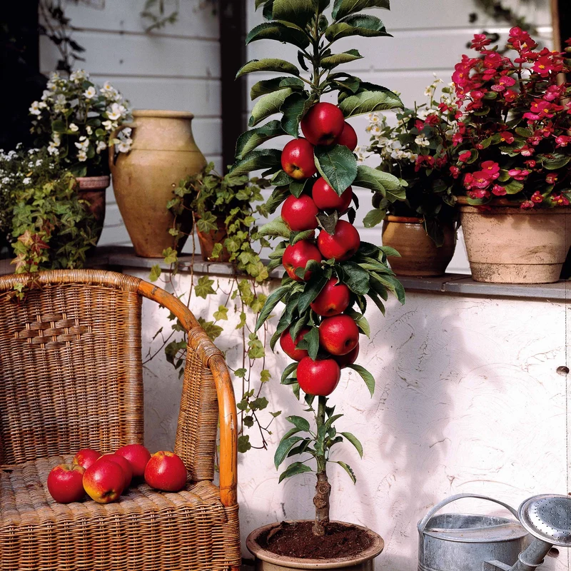 Zwergapfel ‘Red Spur Delicious’